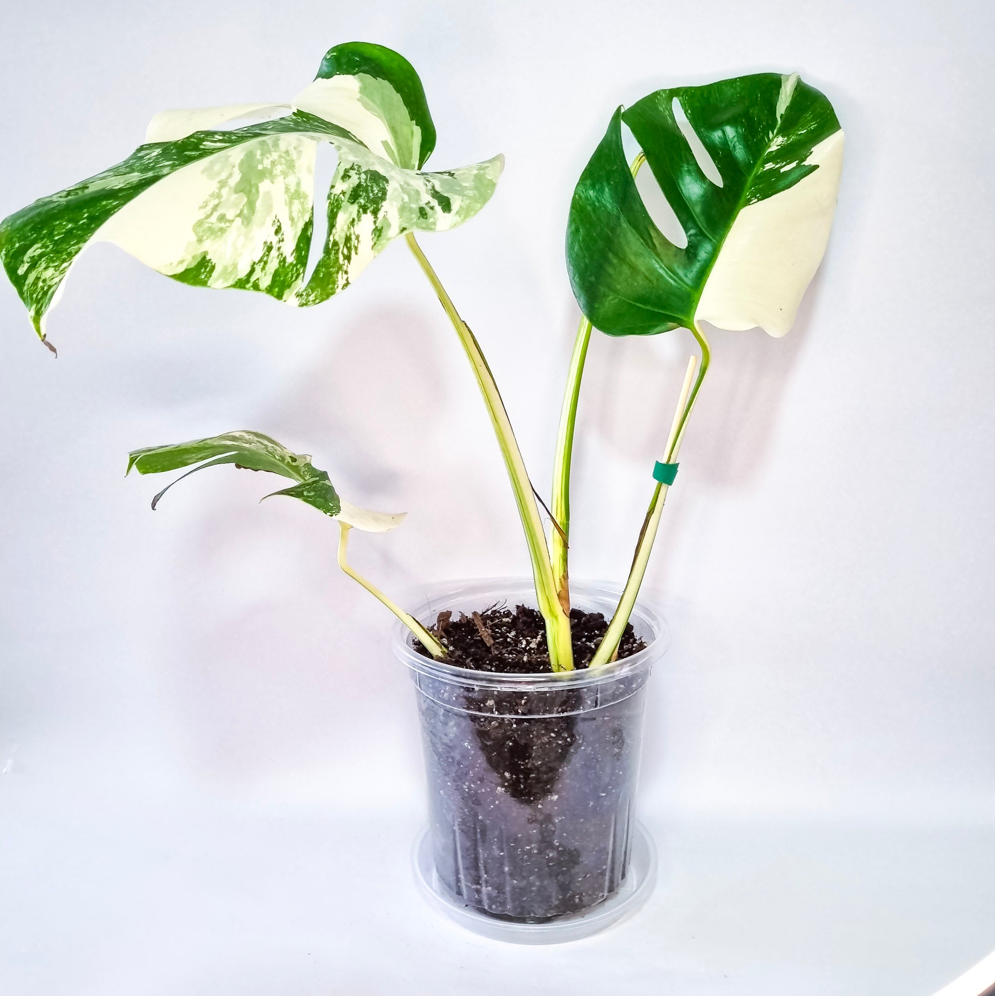 Monstera Variegada