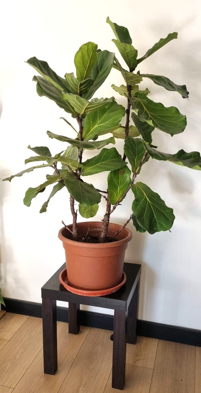 Ficus Lyrata