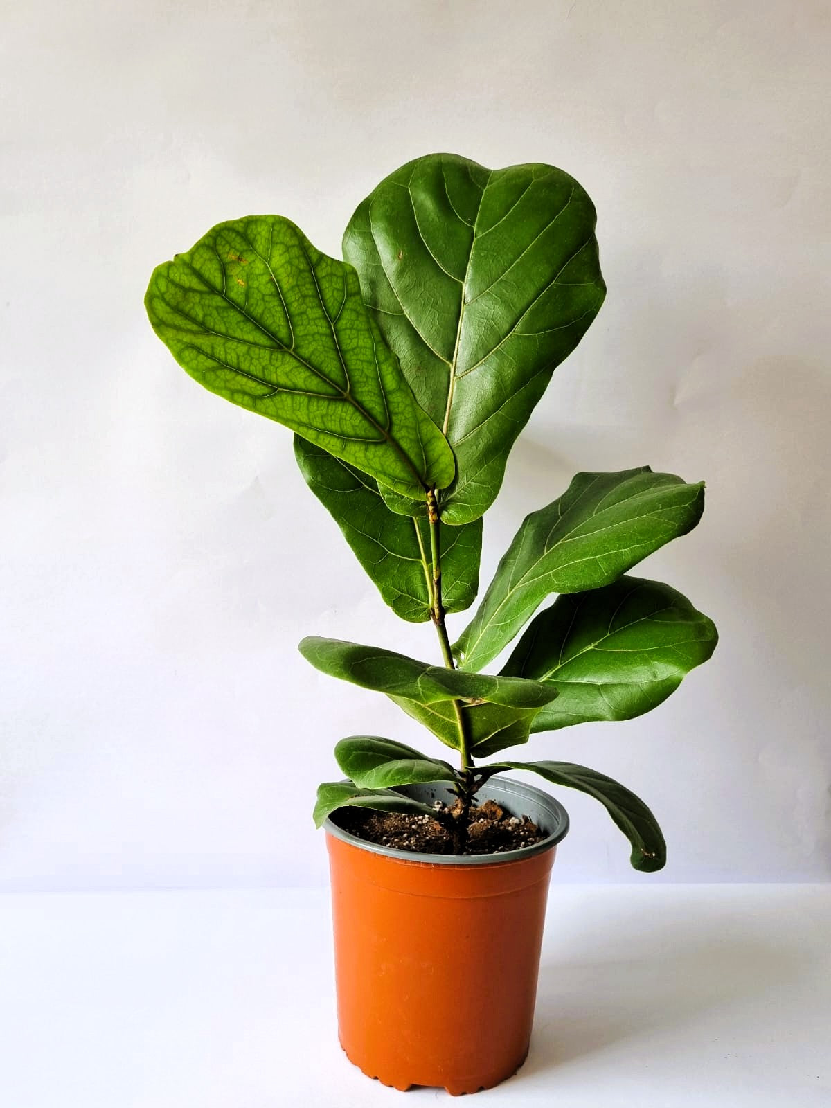 Ficus Lyrata