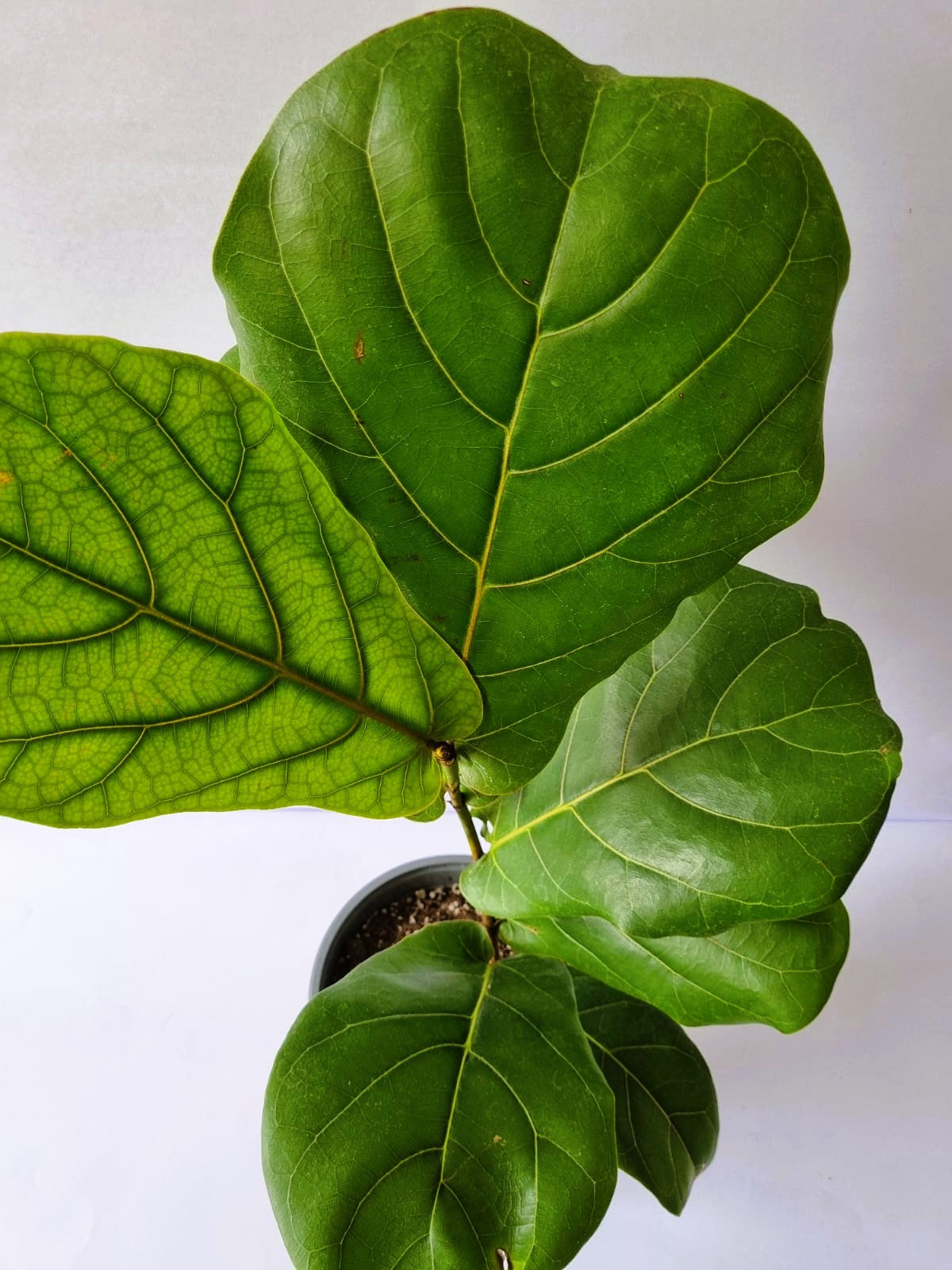 Ficus Lyrata